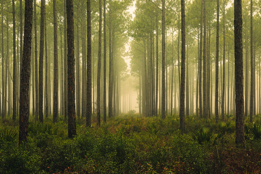 Forests might serve as enormous neutrino detectors 