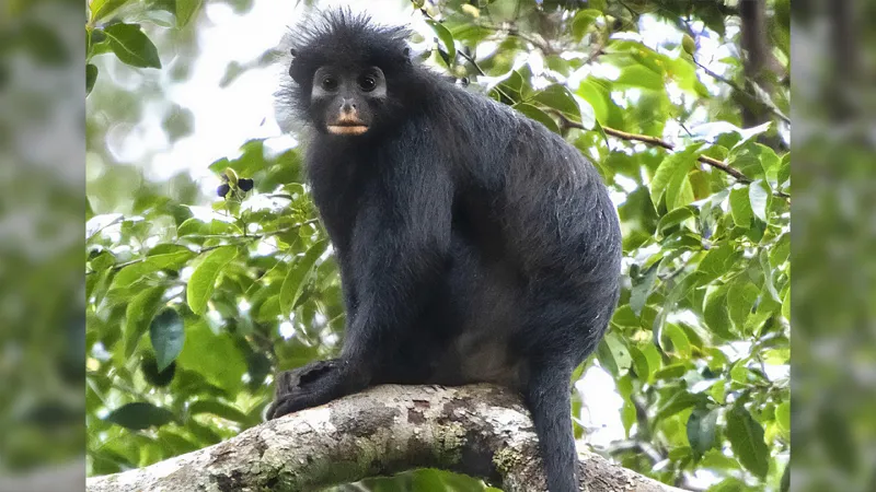 An image of a black monkey with orange around its lips
