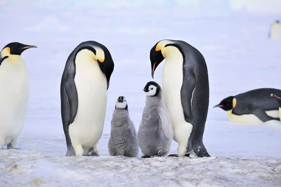 Emperor penguin chicks like these starved. An iceberg may be the cause