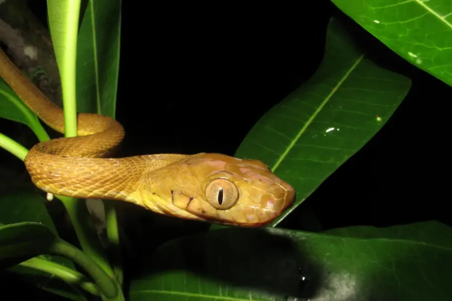 Hidden genetic diversity helped inbred brown tree snakes conquer guam
