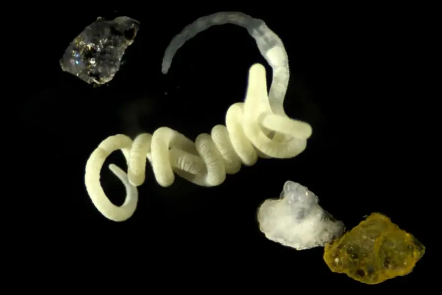 Animals have been eating nature’s original bioplastic for millions of years