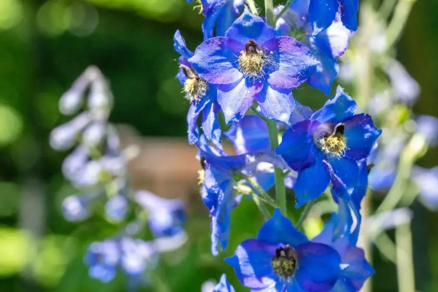 Two deadly flowers could inspire powerful new medicines
