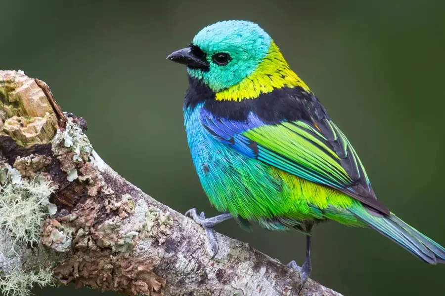 AI reveals explosive bursts in bird evolution