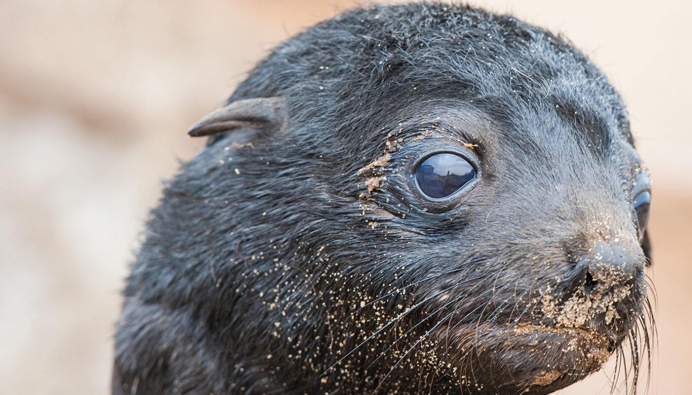 Seals’ amphibious hearing developed a long, long time ago