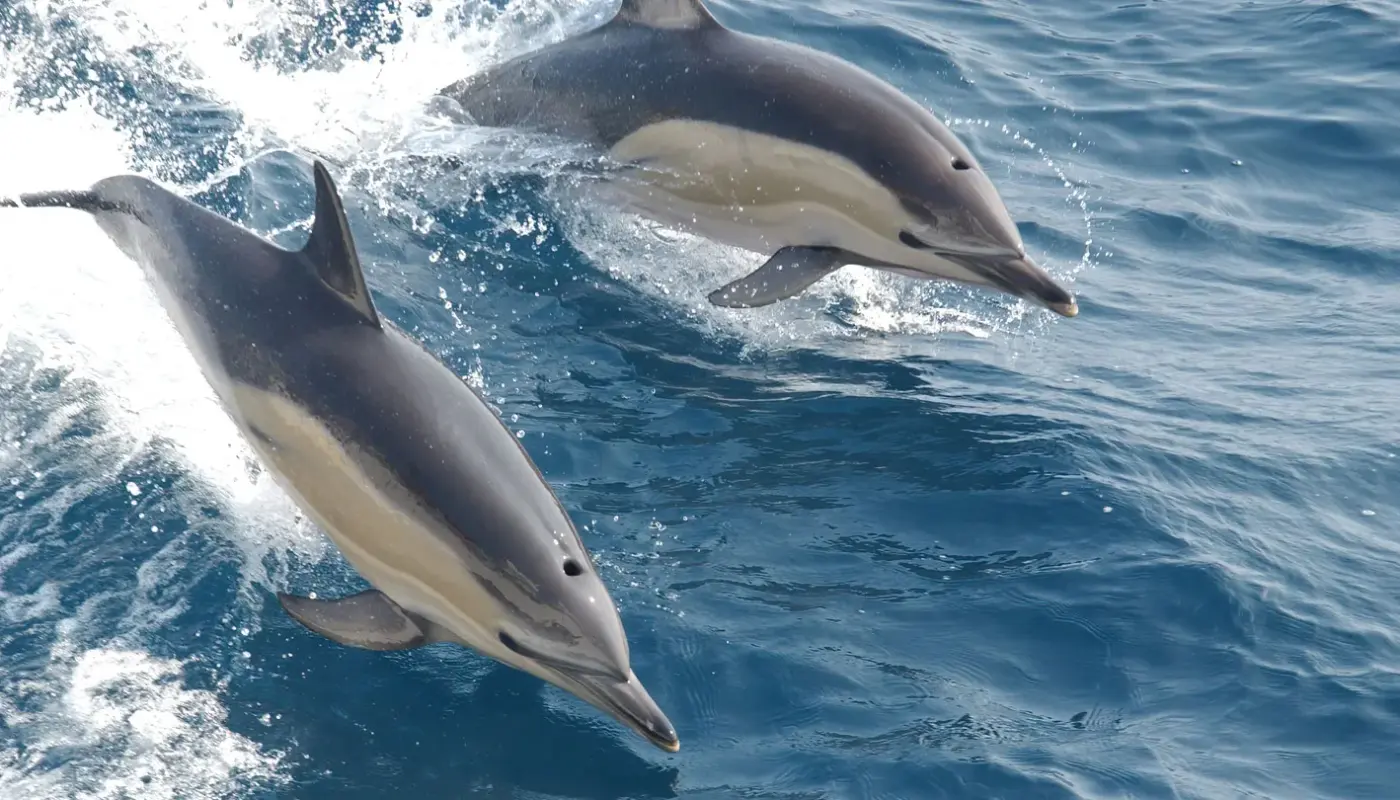 ‘Forever chemicals’ could be aging dolphins beyond their years