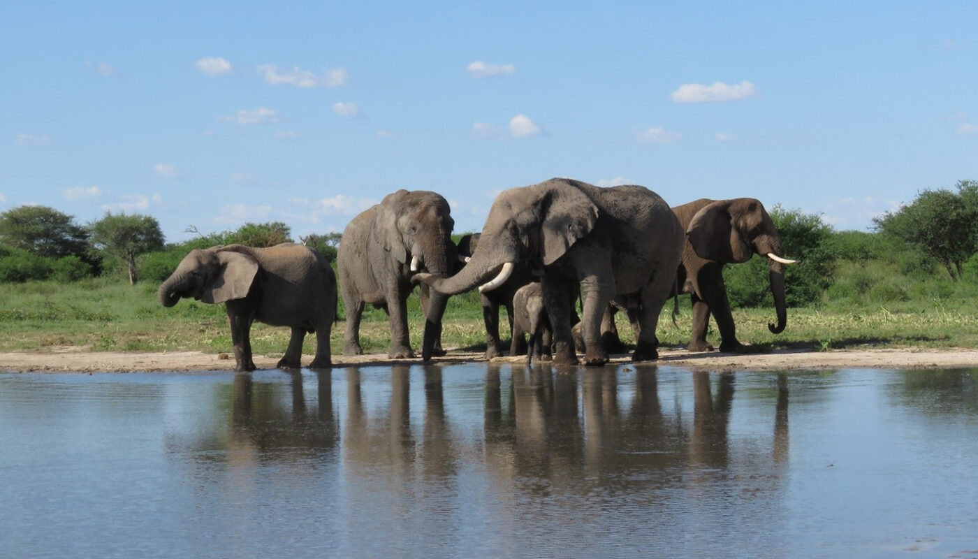 Elephants can relearn how to live wild after years in captivity