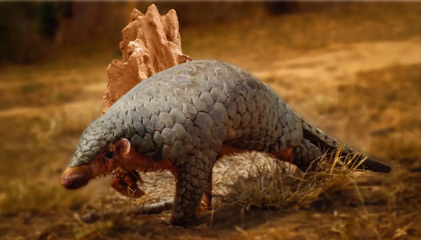 190-year-old DNA reveals a hidden pangolin species